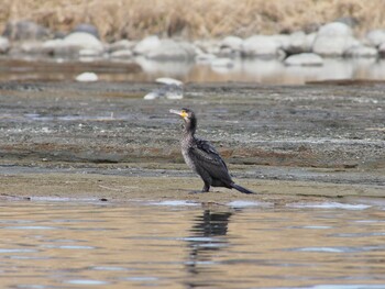 Great Cormorant 熊谷市 Fri, 2/12/2021