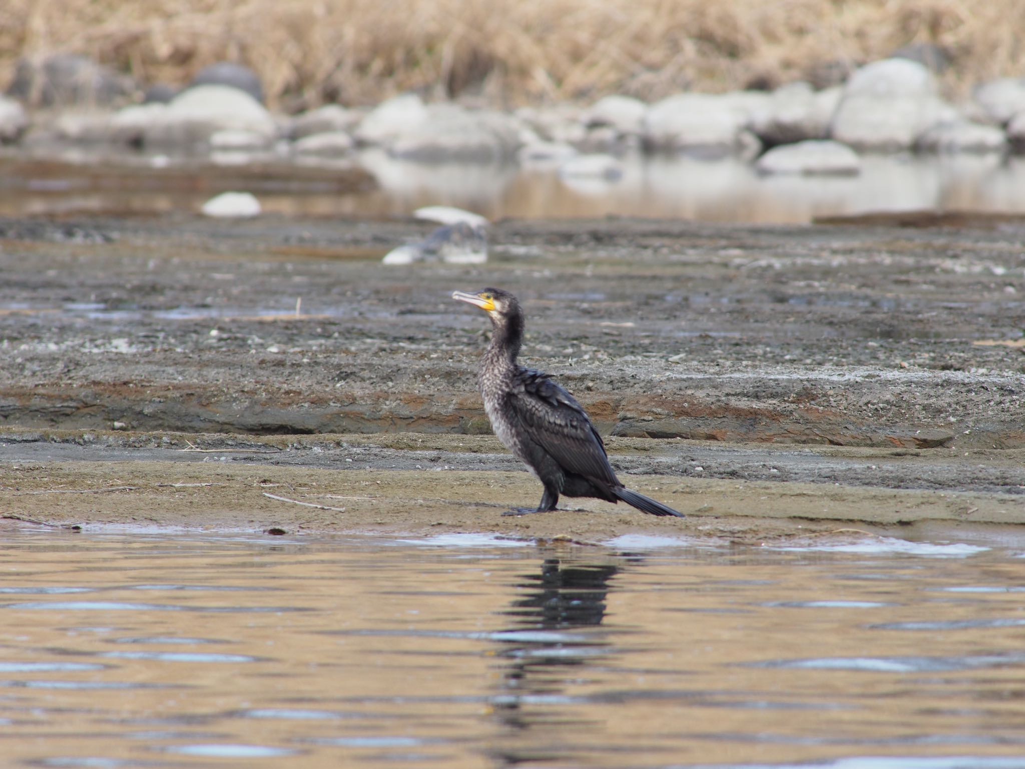 Photo of Great Cormorant at 熊谷市 by むかいさん