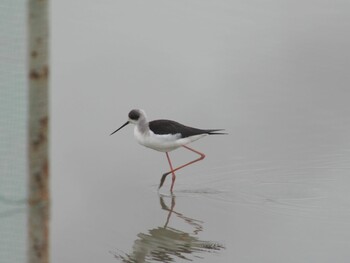 Black-winged Stilt Isanuma Fri, 3/5/2021