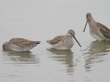 Long-billed Dowitcher Isanuma Fri, 3/5/2021