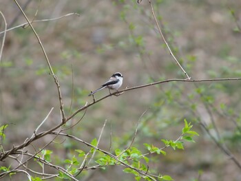 Long-tailed Tit 埼玉県東松山市 Sat, 3/20/2021