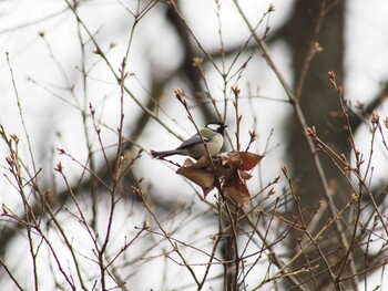 Japanese Tit 埼玉県東松山市 Sat, 3/20/2021