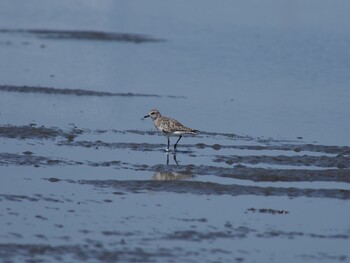 Grey Plover Sambanze Tideland Sun, 4/11/2021