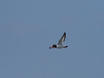 Eurasian Oystercatcher Sambanze Tideland Sun, 4/11/2021