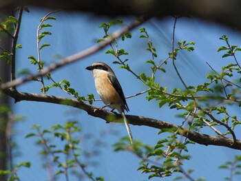 Bull-headed Shrike Akigase Park Wed, 4/7/2021