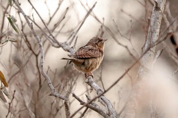 2021年1月9日(土) 舞岡公園の野鳥観察記録