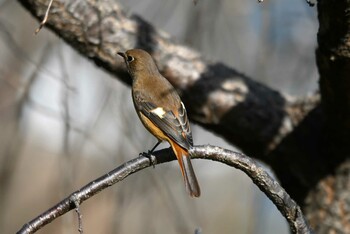 Daurian Redstart 加木屋緑地 Wed, 10/27/2021