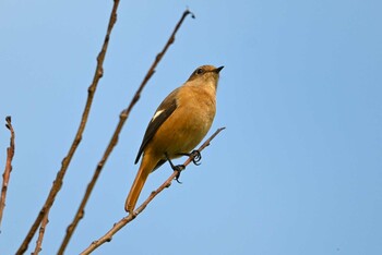 Daurian Redstart 加木屋緑地 Wed, 10/27/2021