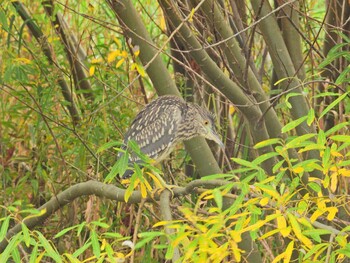 ゴイサギ 函館市松倉川 2021年10月27日(水)