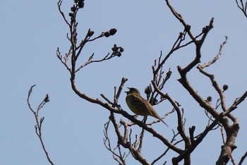 Grey Bunting Fukushimagata Thu, 5/4/2017