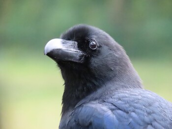 Large-billed Crow 箱根 Wed, 10/27/2021