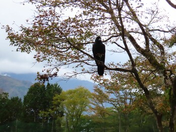 Large-billed Crow 箱根 Wed, 10/27/2021