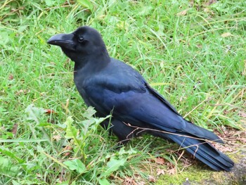 Large-billed Crow 箱根 Wed, 10/27/2021