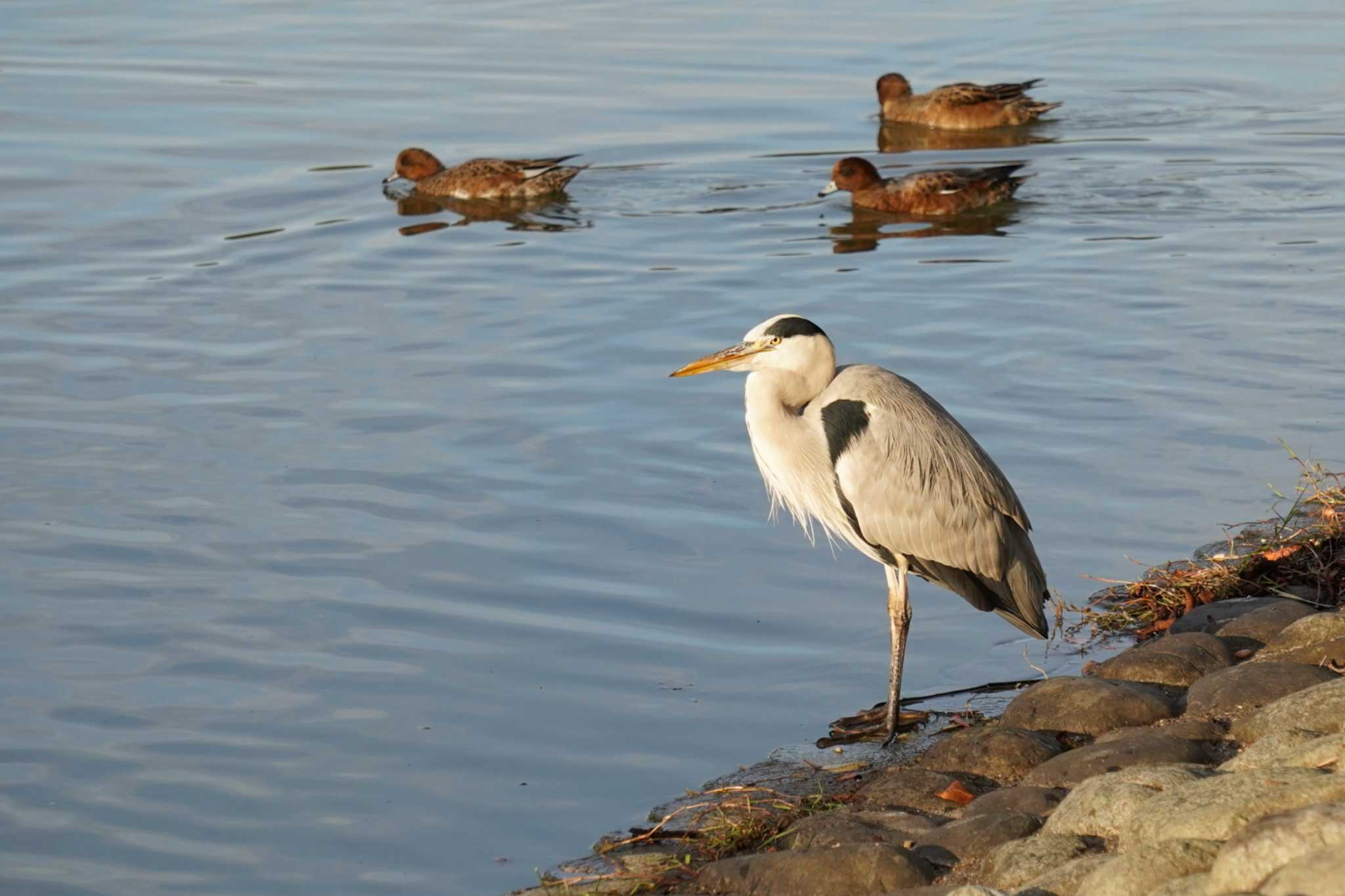 Photo of Grey Heron at Akashi Park by nearco