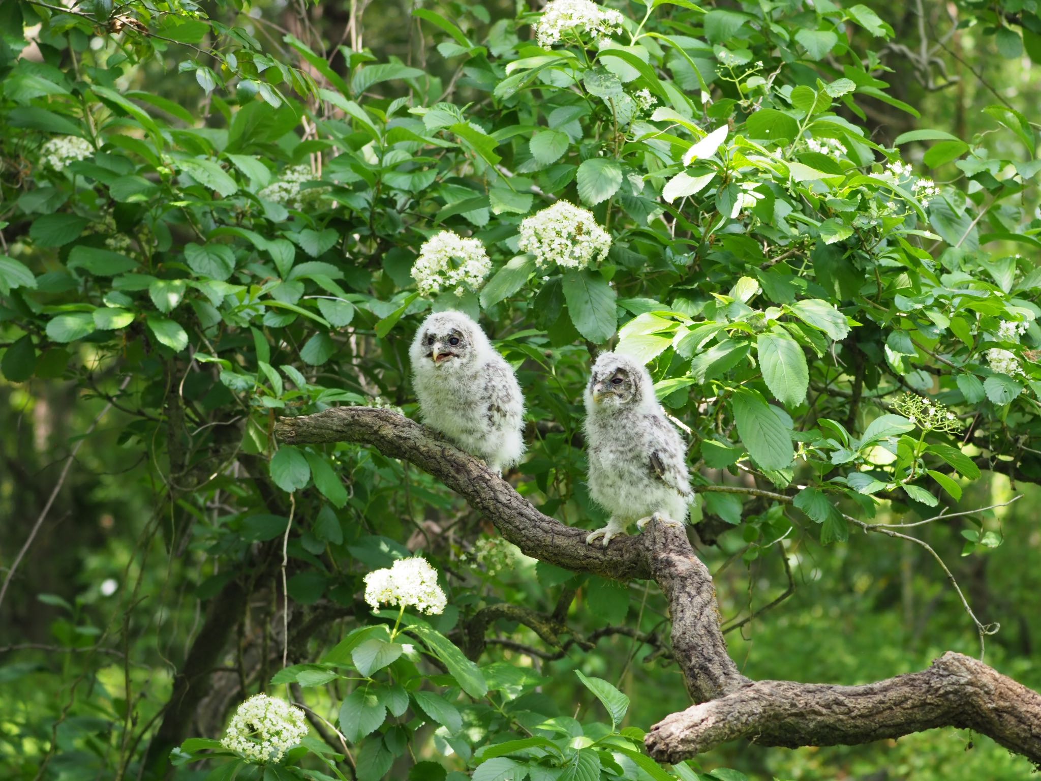  フクロウの写真 by むかいさん