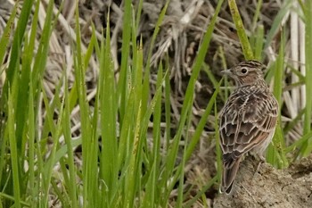 2021年10月27日(水) 豊田市若林の野鳥観察記録