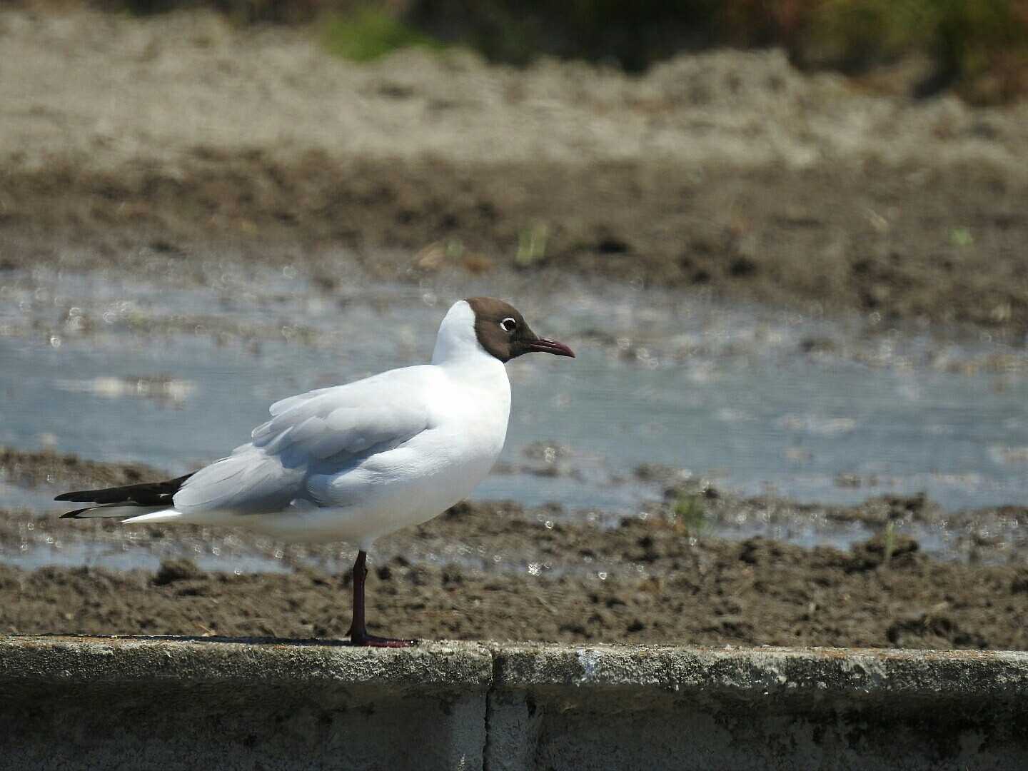 ユリカモメ