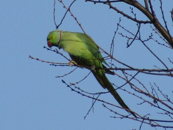 Indian Rose-necked Parakeet Meiji Jingu(Meiji Shrine) Sat, 2/20/2021