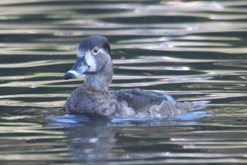 Ring-necked Duck Kodomo Shizen Park Sun, 2/21/2021