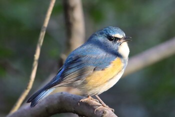 Red-flanked Bluetail Kodomo Shizen Park Sun, 2/21/2021