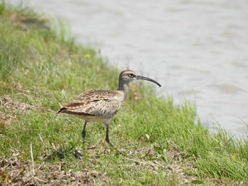 チュウシャクシギ 琵琶湖 2017年5月4日(木)