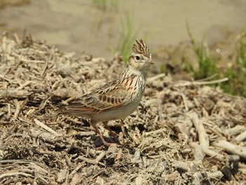 Thu, 5/4/2017 Birding report at 琵琶湖