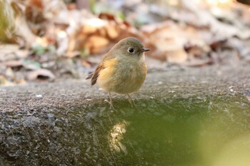 2021年1月10日(日) 薬師池公園の野鳥観察記録