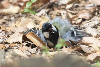 2017年5月4日(木) 京都府立植物園の野鳥観察記録