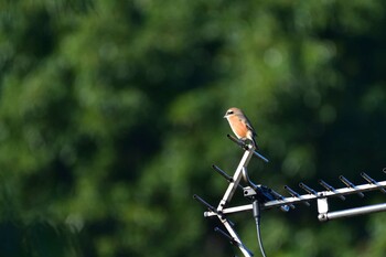 2021年10月28日(木) 長浜公園の野鳥観察記録