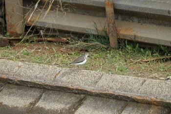 Common Sandpiper 潟ノ内(島根県松江市) Thu, 10/28/2021