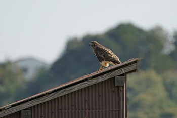 Eastern Buzzard 潟ノ内(島根県松江市) Thu, 10/28/2021