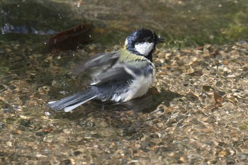 シジュウカラ 京都府立植物園 2017年5月4日(木)