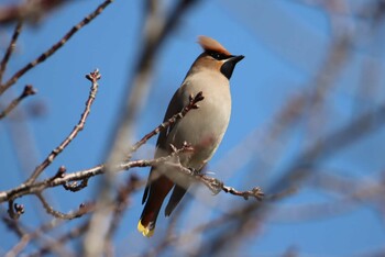 Bohemian Waxwing 平塚 Sun, 2/21/2021