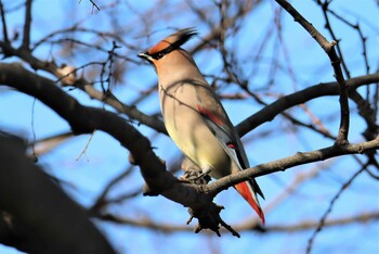 2021年2月21日(日) 平塚の野鳥観察記録