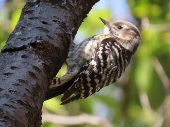 Japanese Pygmy Woodpecker 東京都立桜ヶ丘公園(聖蹟桜ヶ丘) Tue, 2/23/2021