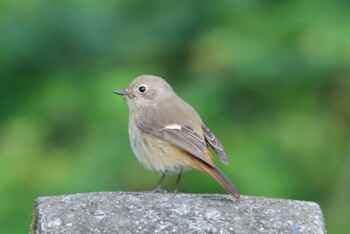 Daurian Redstart 江津湖 Sat, 2/27/2021