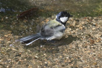 シジュウカラ 京都府立植物園 2017年5月4日(木)