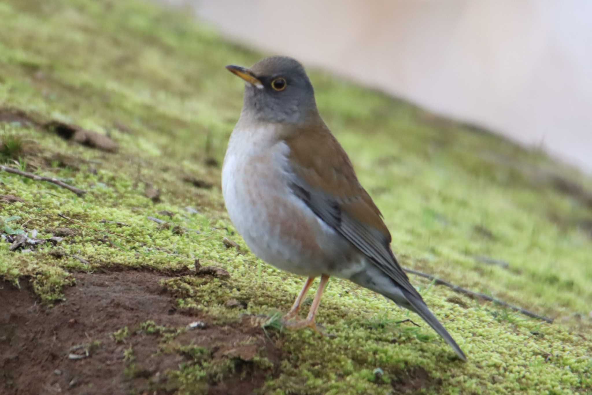 Photo of Pale Thrush at 江津湖 by ぼぼぼ