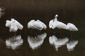 クロツラヘラサギ 江津湖 2021年2月27日(土)