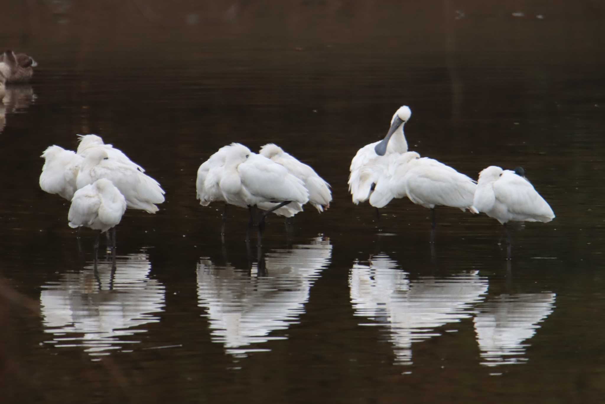 Black-faced Spoonbill