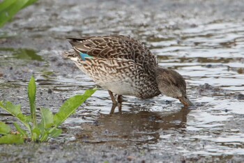 Eurasian Teal 江津湖 Sat, 2/27/2021