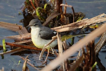 Grey Wagtail 江津湖 Sat, 2/27/2021