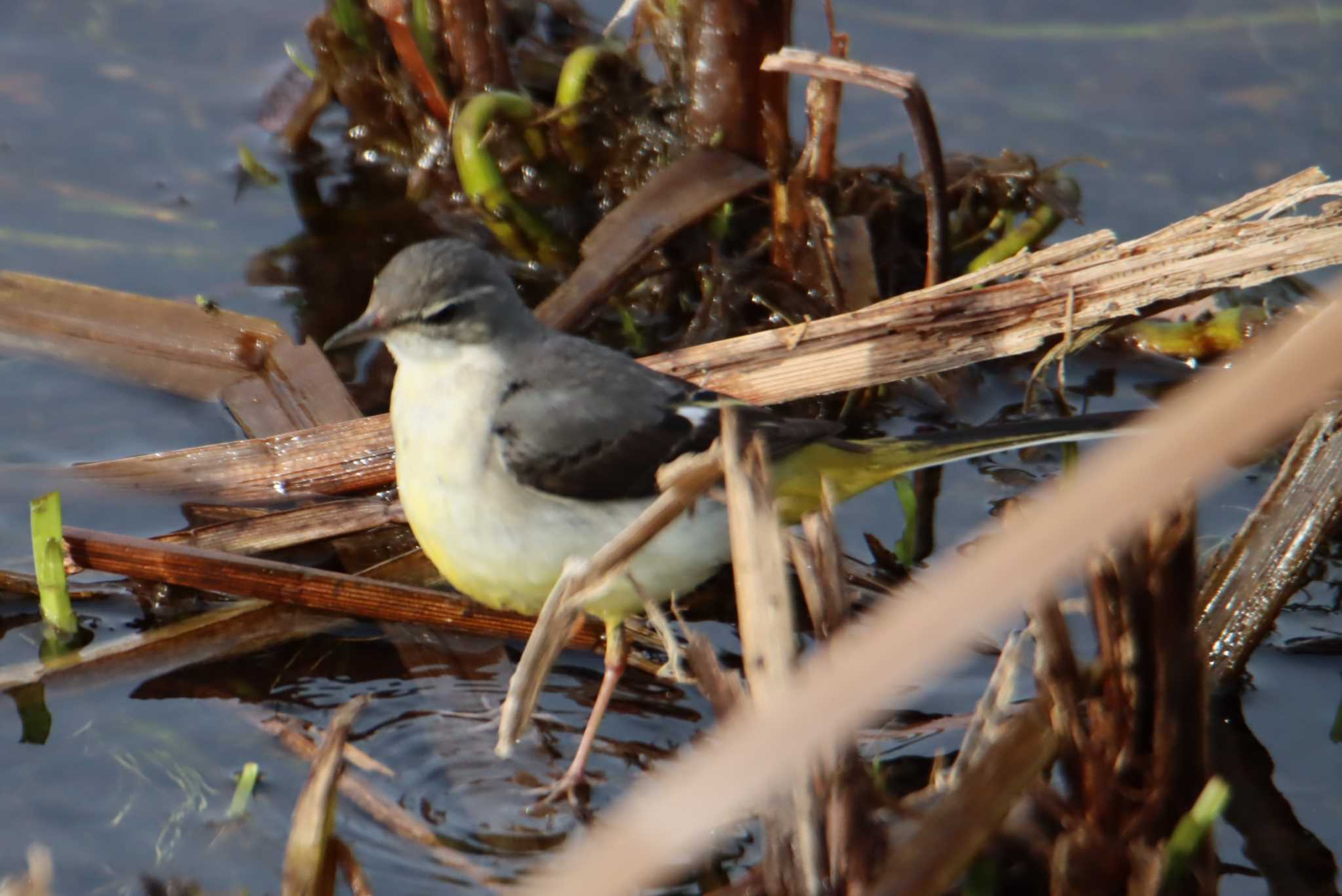 Grey Wagtail