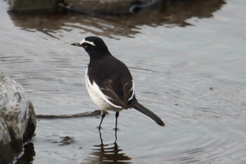 Japanese Wagtail 江津湖 Sat, 2/27/2021