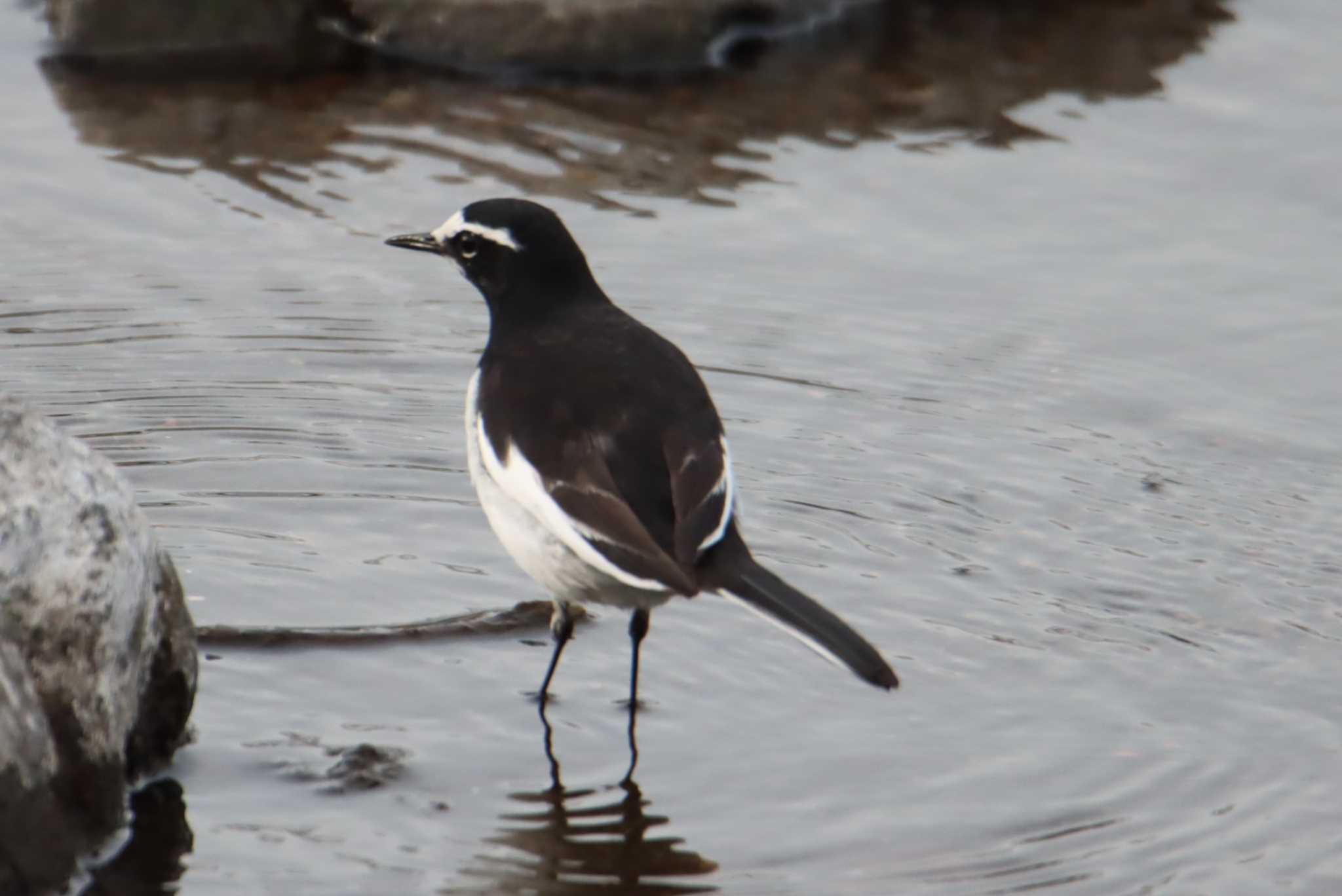 Japanese Wagtail