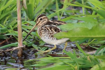 Common Snipe 江津湖 Sat, 2/27/2021