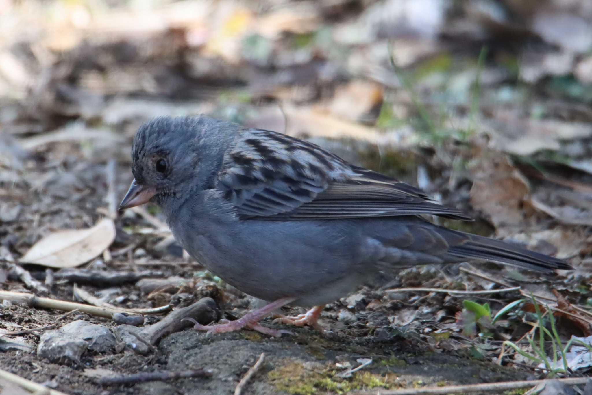 Photo of Grey Bunting at 江津湖 by ぼぼぼ