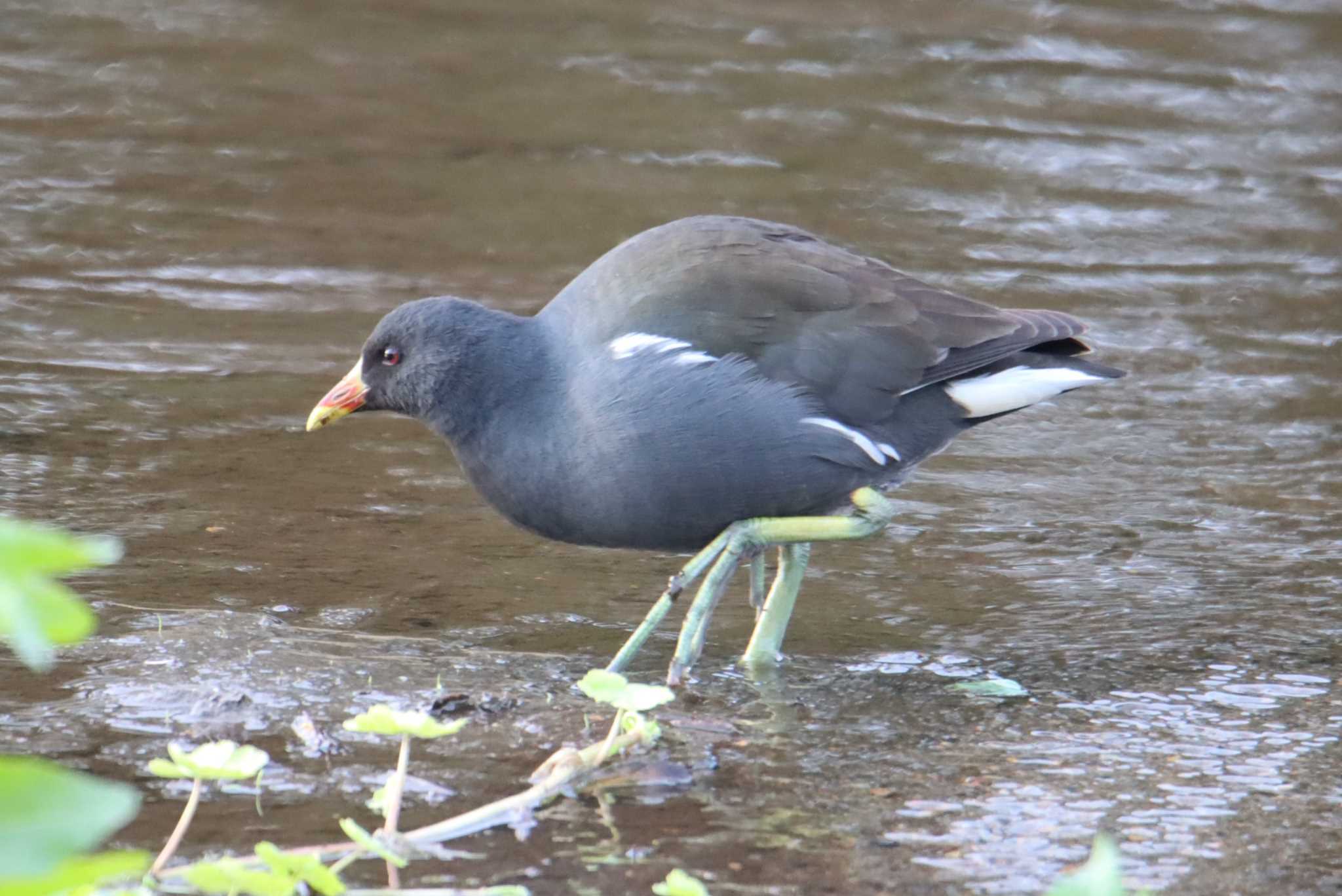 Eurasian Coot