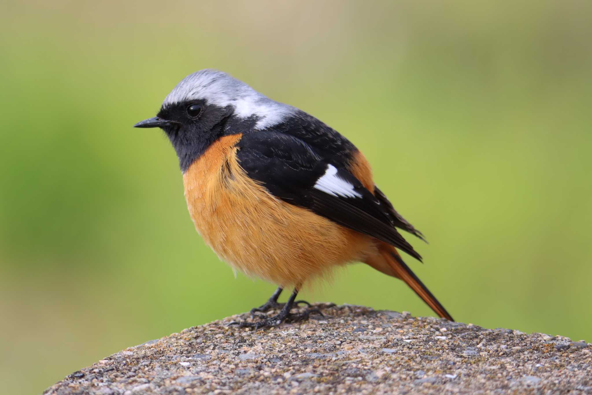 Daurian Redstart