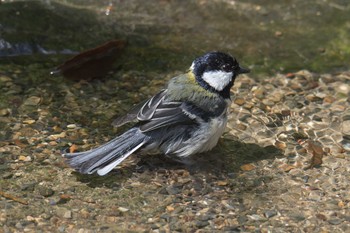 シジュウカラ 京都府立植物園 2017年5月4日(木)